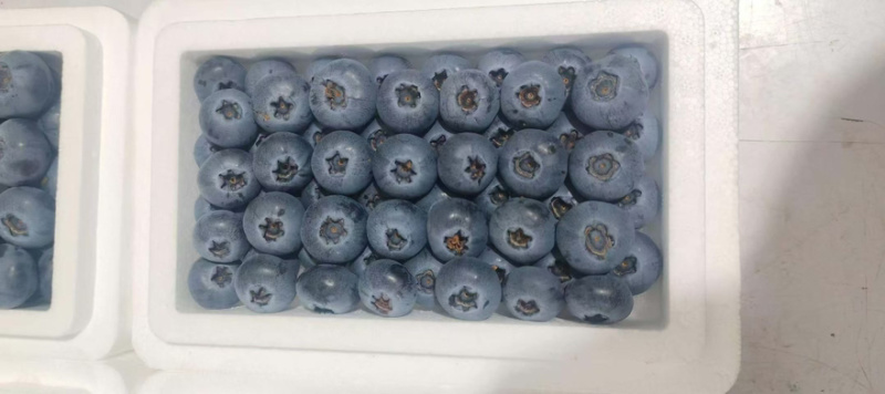精品蓝莓大量出货品质保证价格优惠欢迎老板前来合作