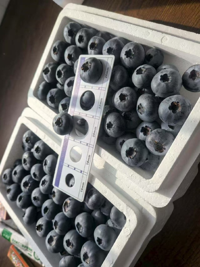 精品蓝莓大量出货品质保证价格优惠欢迎老板前来合作