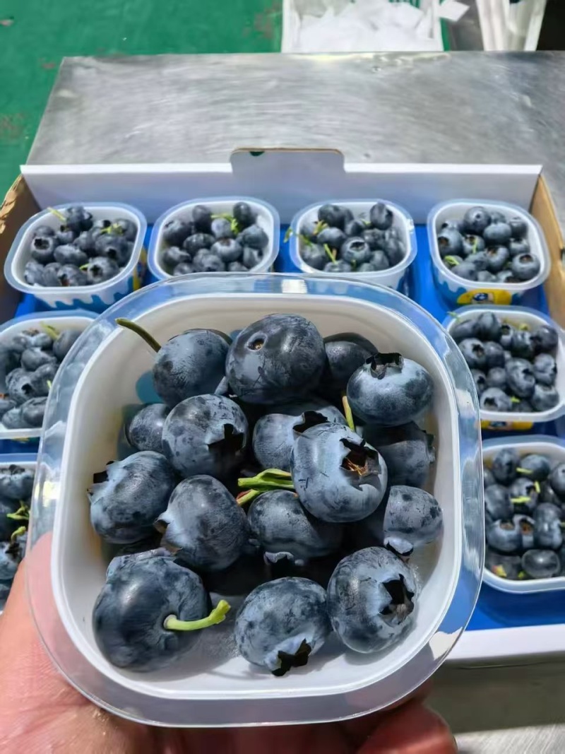 精品蓝莓大量出货品质保证价格优惠欢迎老板前来合作