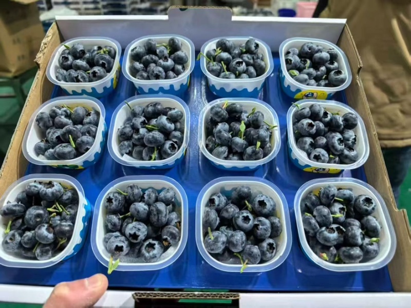 精品蓝莓大量出货品质保证价格优惠欢迎老板前来合作