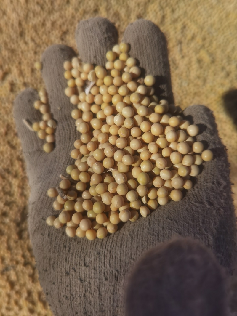 芽豆东庆28