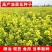 新油菜种子观赏油菜花种子高产榨油油菜籽北方耐寒四季花