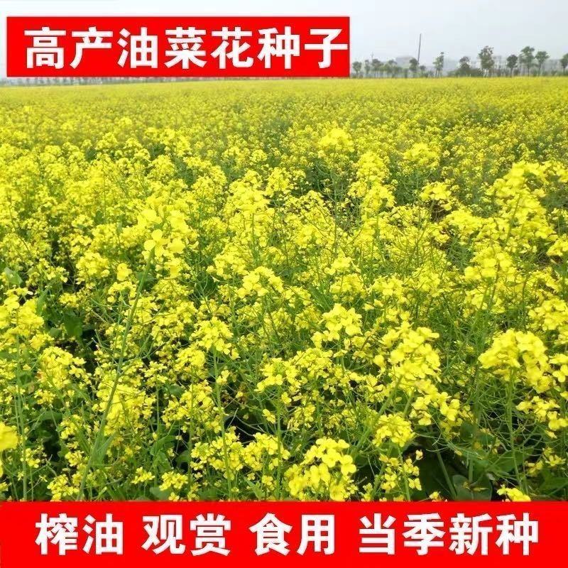 新油菜种子观赏油菜花种子高产榨油油菜籽北方耐寒四季花