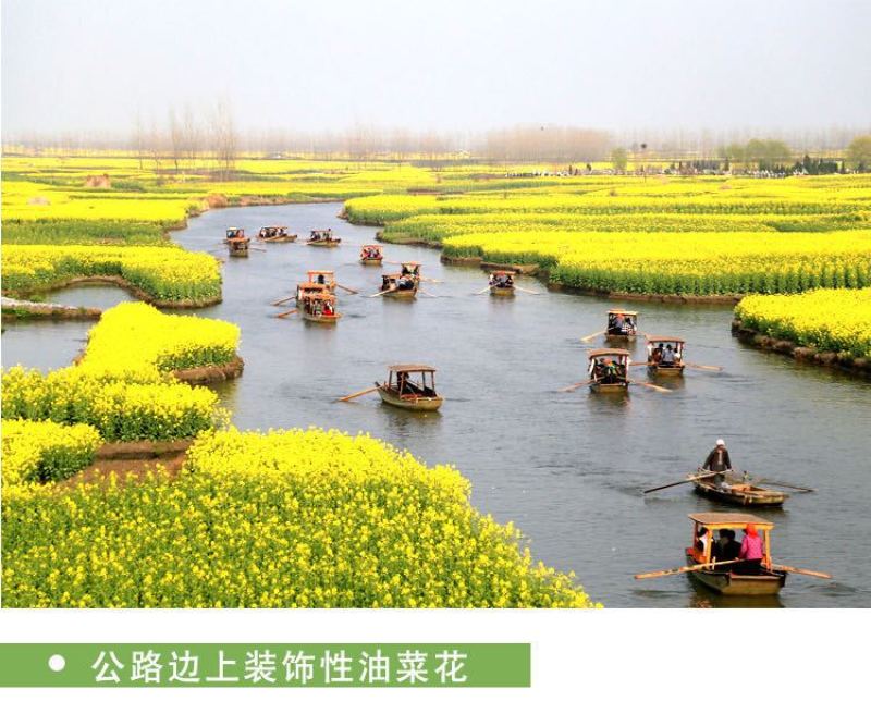 新油菜种子观赏油菜花种子高产榨油油菜籽北方耐寒四季花