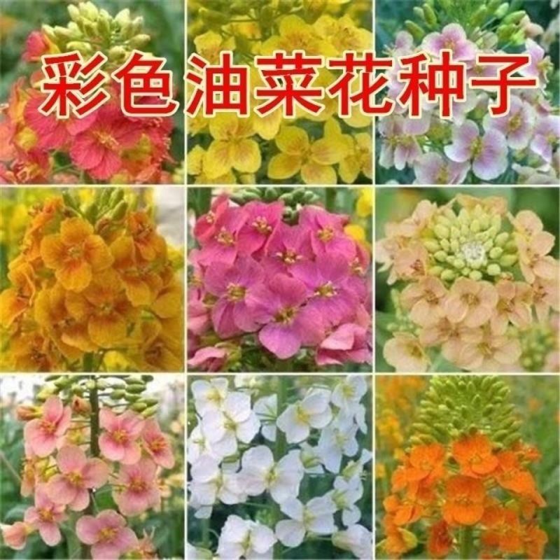 新油菜种子观赏油菜花种子高产榨油油菜籽北方耐寒四季花