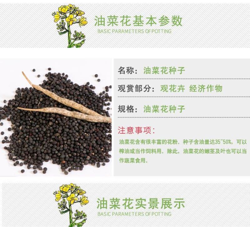新油菜种子观赏油菜花种子高产榨油油菜籽北方耐寒四季花