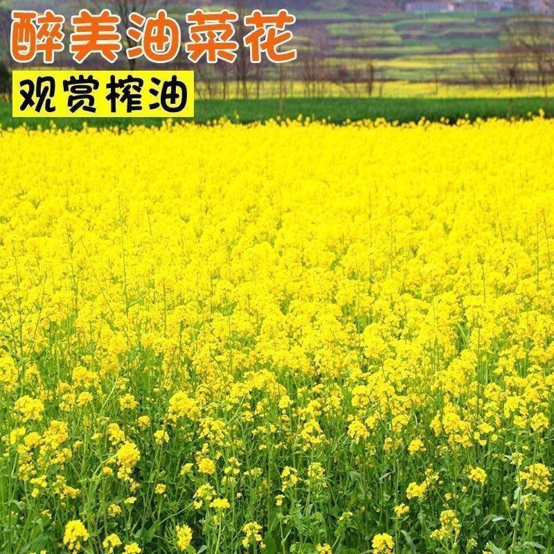 新油菜种子观赏油菜花种子高产榨油油菜籽北方耐寒四季花
