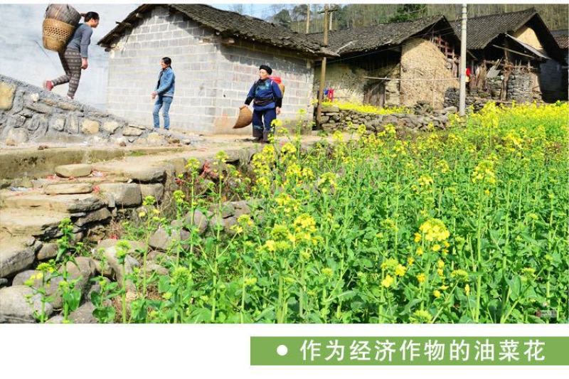 新油菜种子观赏油菜花种子高产榨油油菜籽北方耐寒四季花