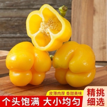 寿光水果甜椒五彩椒口感**品质好对接各大客商