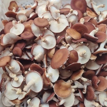 食用菌：新鲜小香菌