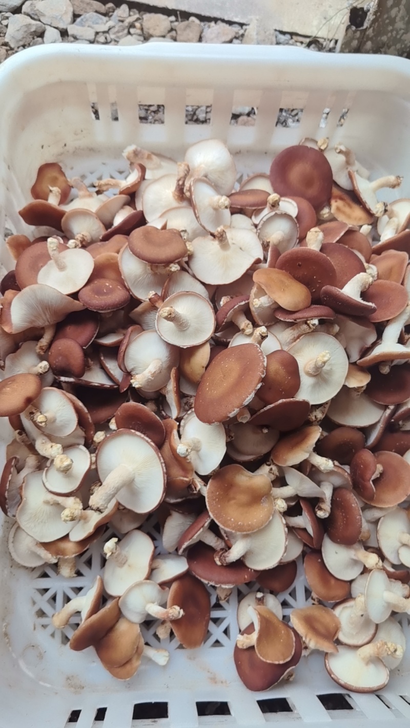 食用菌：新鲜小香菌
