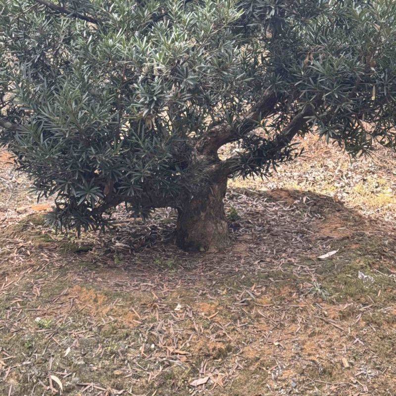 罗汉松盆景花园，主干16到20，基础压枝。可定做造型