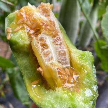 羊角蜜甜瓜，电商一件代发