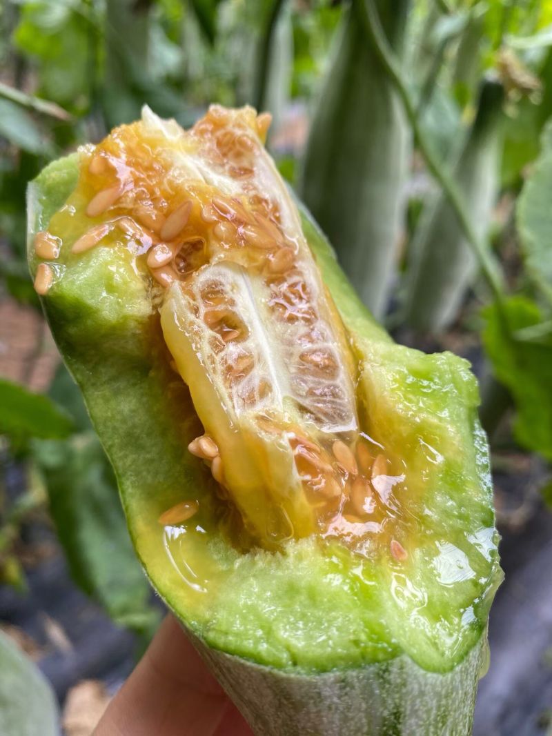 羊角蜜甜瓜，电商一件代发