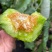 羊角蜜甜瓜，电商一件代发