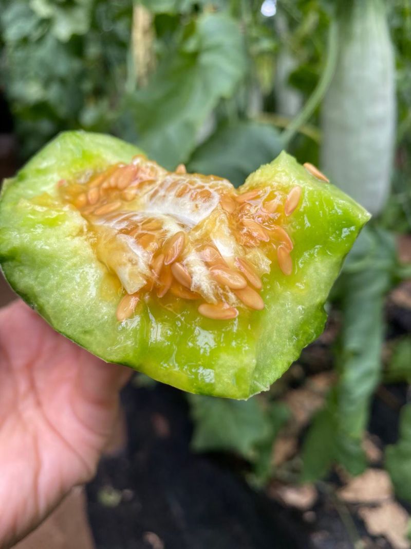 羊角蜜甜瓜，电商一件代发