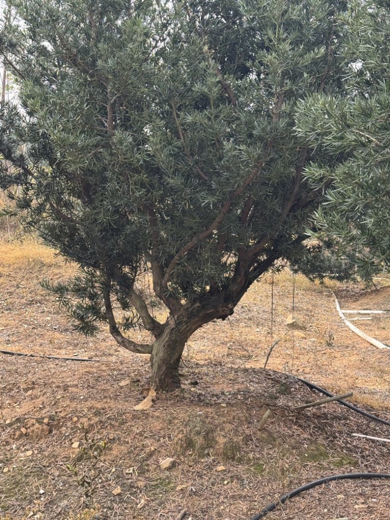 罗汉松盆景花园，主干16到20，基础压枝。可定做造型