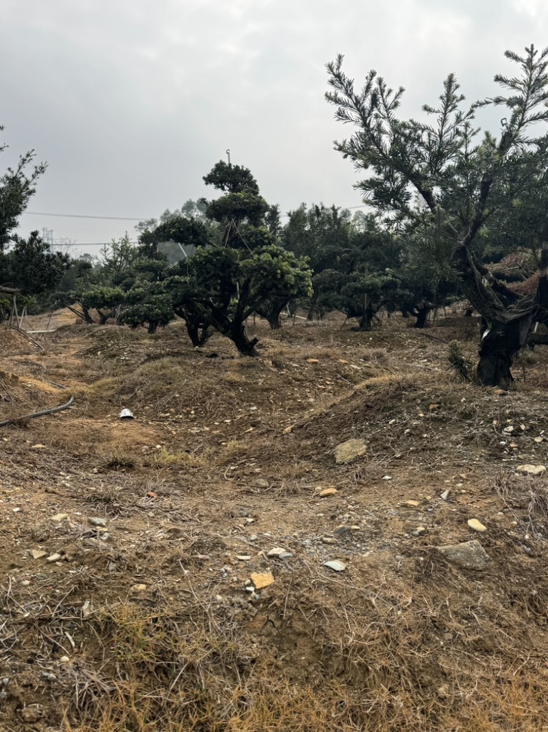 罗汉松盆景花园，主干16到20，基础压枝。可定做造型