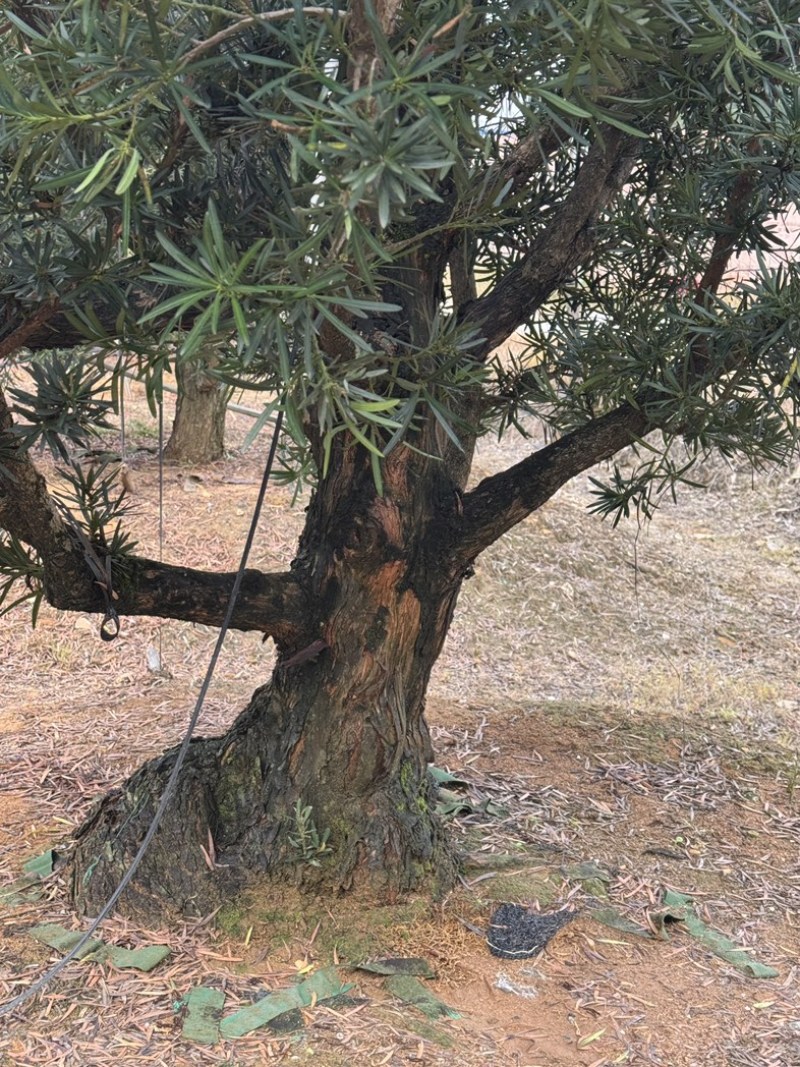 罗汉松盆景花园，主干16到20，基础压枝。可定做造型