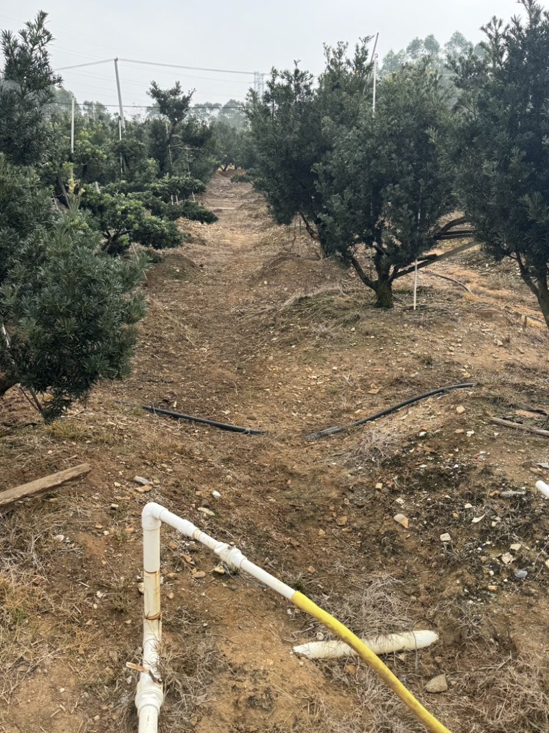 罗汉松盆景花园，主干16到20，基础压枝。可定做造型