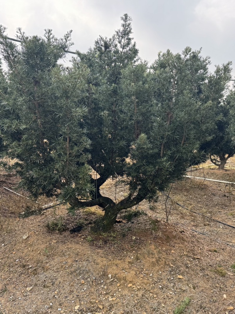 罗汉松盆景花园，主干16到20，基础压枝。可定做造型
