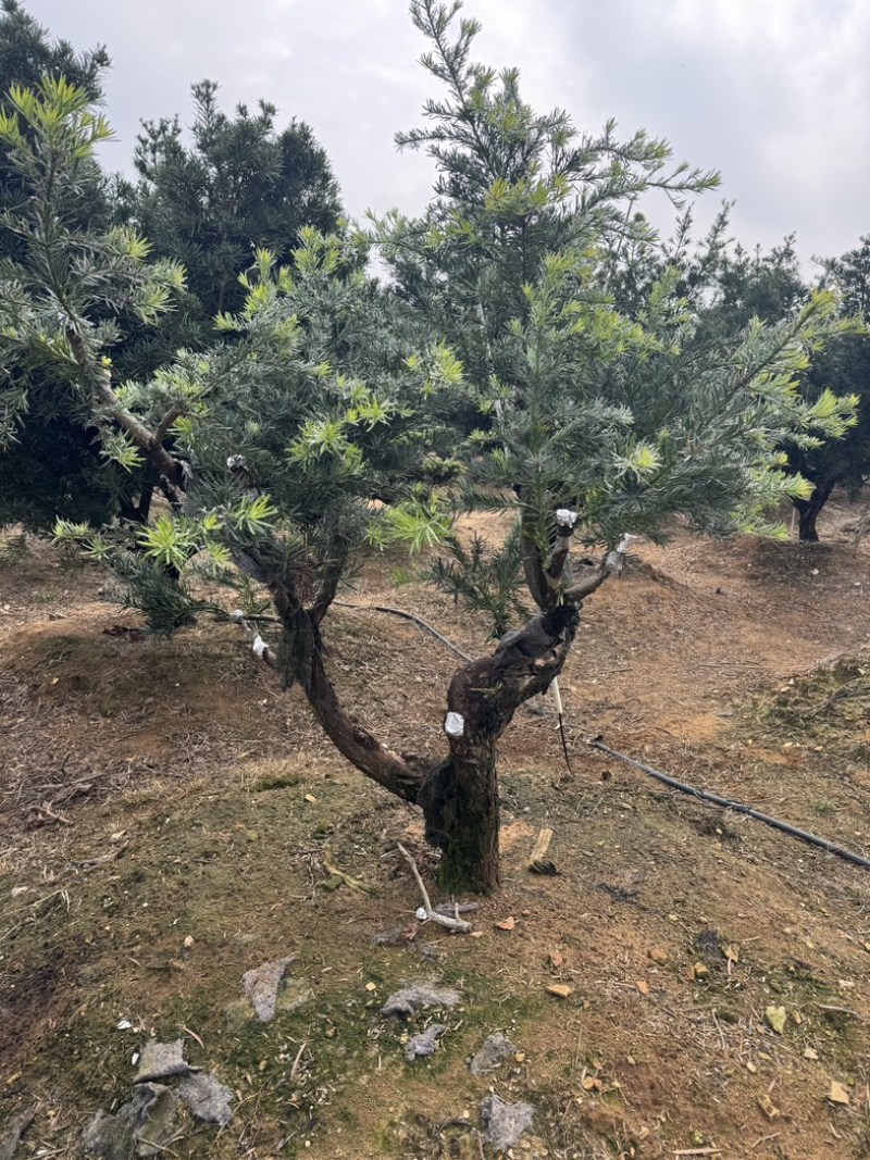 罗汉松盆景花园，主干16到20，基础压枝。可定做造型