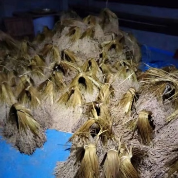 贵州香禾糯米