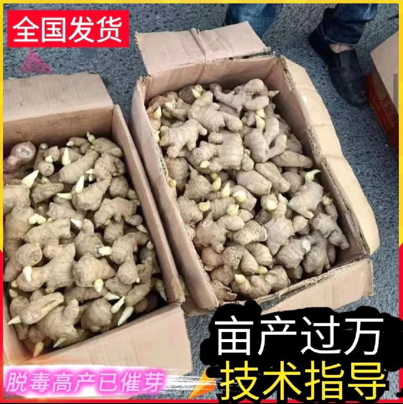 催芽姜种，山农一号/胖小孩/平顶/小黄姜，品种齐全全国发货