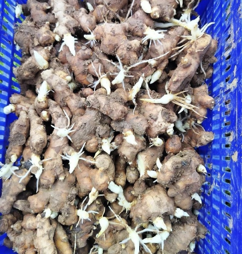 催芽姜种，山农一号/胖小孩/平顶/小黄姜，品种齐全全国发货