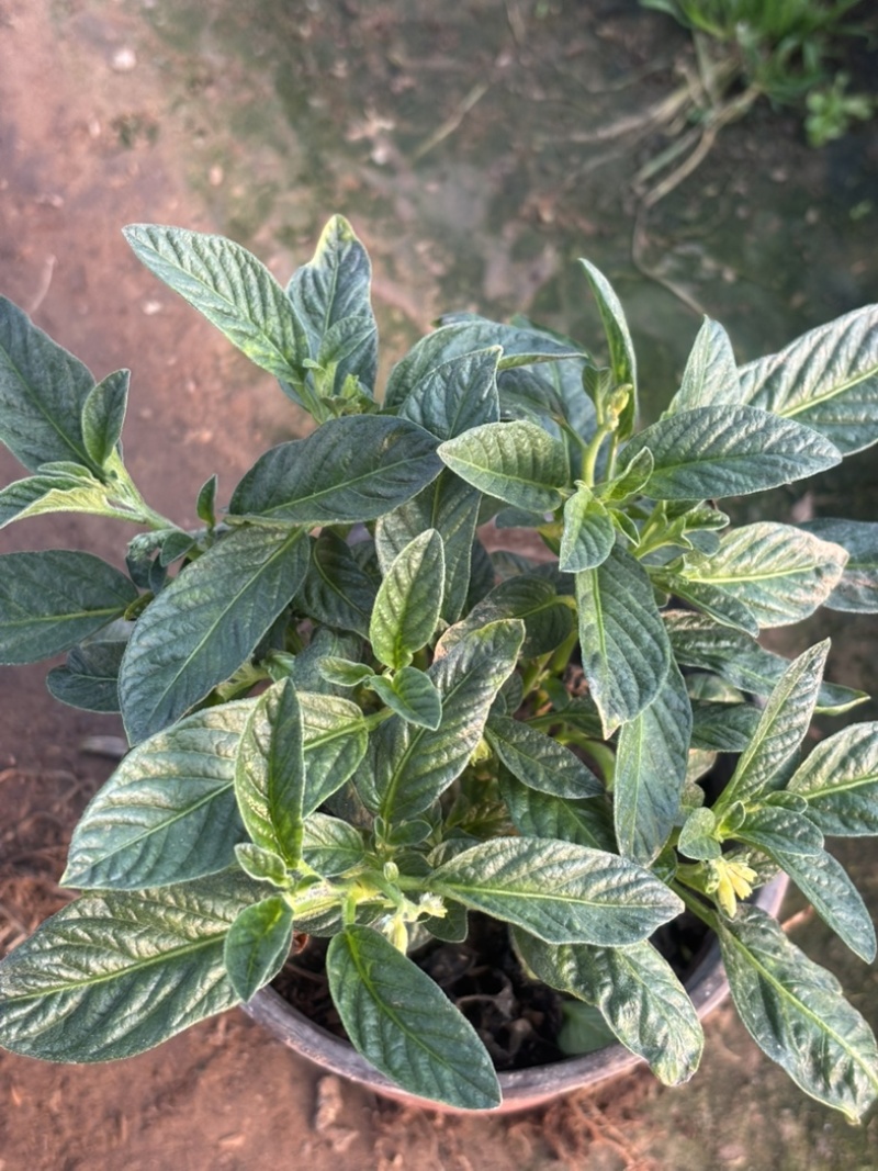 人参果盆栽大苗！自产自销基地直发。120盆