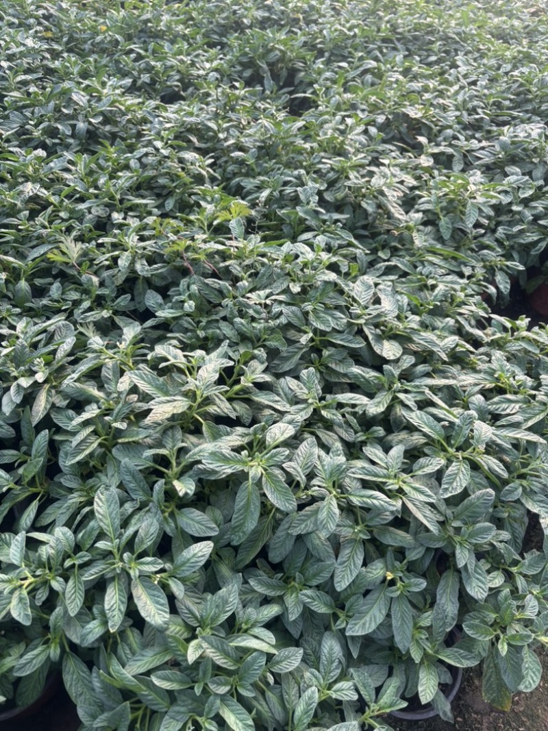 人参果盆栽大苗！自产自销基地直发。120盆