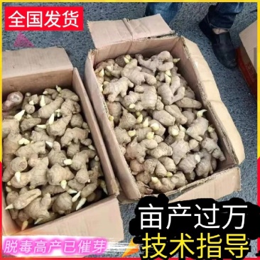 催芽姜种,山农一号/胖小孩/平顶/小黄姜,品种齐全全国