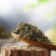 杜仲雄花地道药材2斤包邮泡水量大优惠