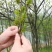 杜仲雄花地道药材2斤包邮泡水量大优惠