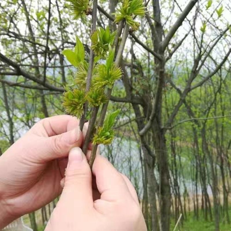 杜仲雄花地道药材2斤包邮泡水量大优惠