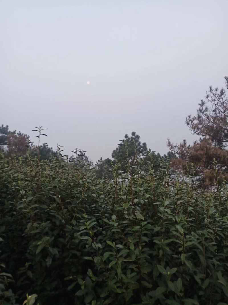 2026年新茶东山碧螺春