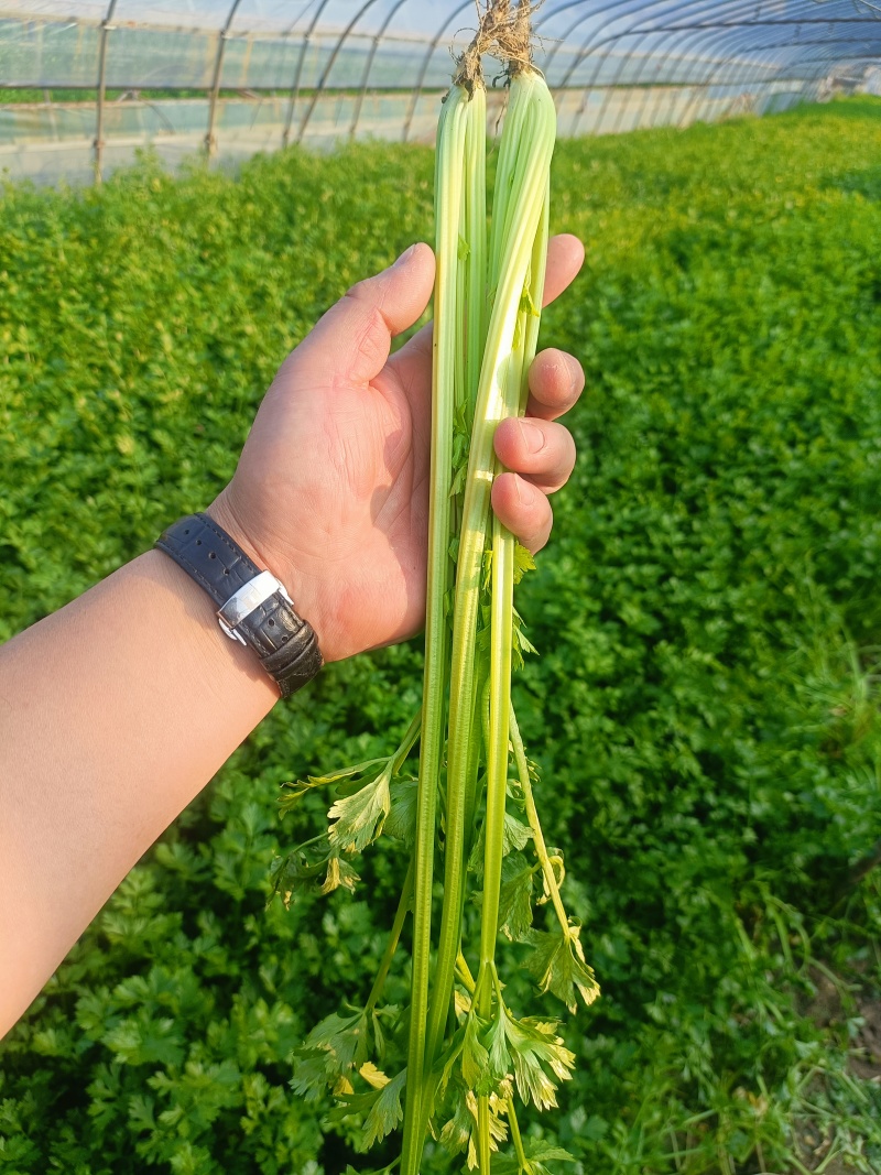 本地香芹产地直发一手货源大量供货长期供货