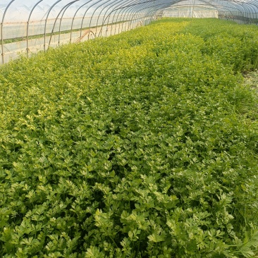 本地香芹产地直发一手货源大量供货长期供货