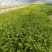 本地香芹产地直发一手货源大量供货长期供货