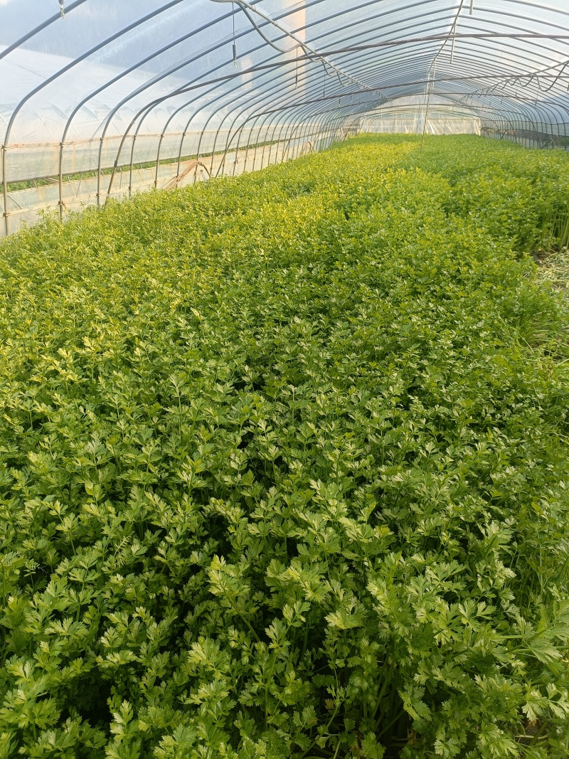 本地香芹产地直发一手货源大量供货长期供货