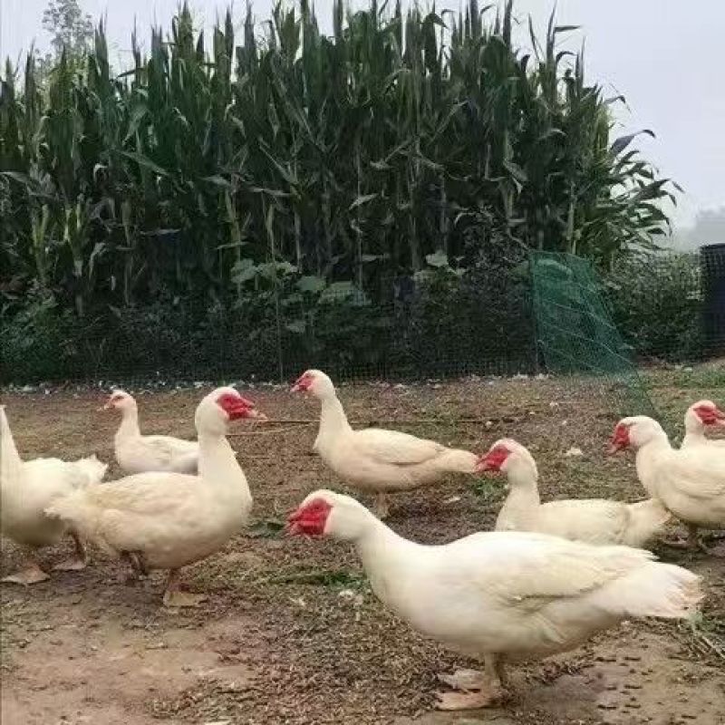 精品番鸭苗白番鸭苗黑番鸭苗西洋鸭苗厂家直销