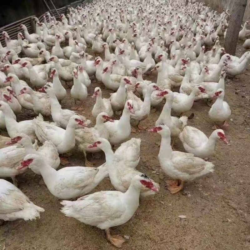 精品番鸭苗白番鸭苗黑番鸭苗西洋鸭苗厂家直销