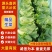 生菜/产区直发/货源充足/欢迎选购/有通货有选货