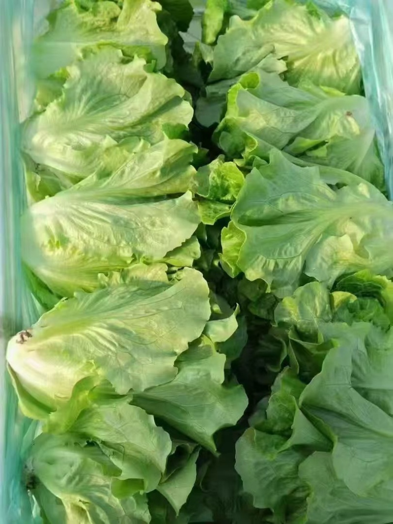 生菜/产区直发/货源充足/欢迎选购/有通货有选货