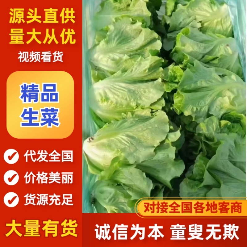 生菜/产区直发/货源充足/欢迎选购/有通货有选货
