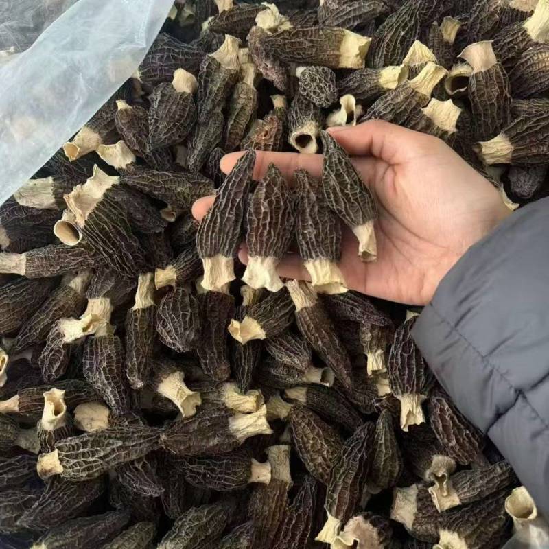 高山羊肚菌，质量保障，货美价优，欢迎咨询