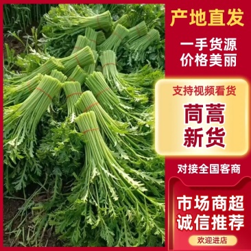 精品茼蒿/产区直发/货源充足/欢迎选购/