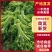 精品茼蒿/产区直发/货源充足/欢迎选购/