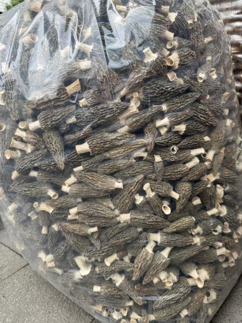 高山羊肚菌，质量保障，货美价优，欢迎咨询