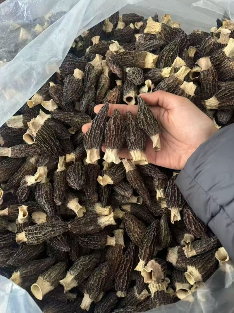 高山羊肚菌，质量保障，货美价优，欢迎咨询